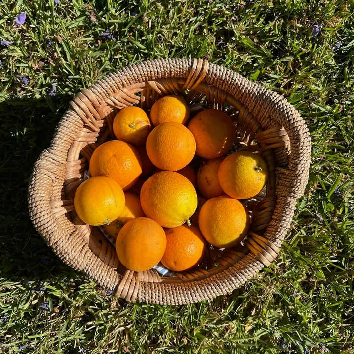 A basket of fresh oranges on sunny grass in Portugal